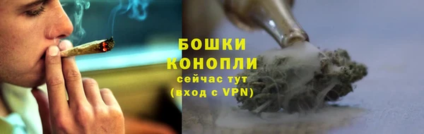 прущие грибы Абаза